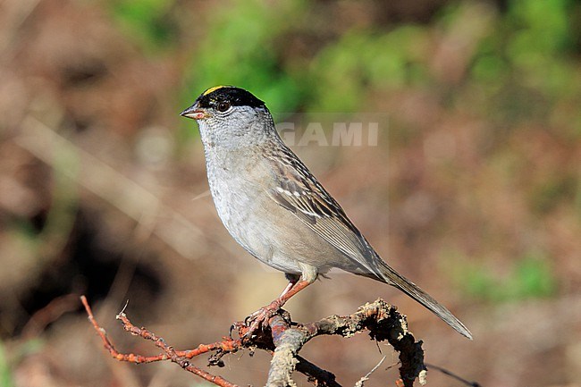 Golden-crowned Sparrow (Zonotrichia atricapilla) taken the 10/06/2022 at Nome - Alaska. stock-image by Agami/Nicolas Bastide,