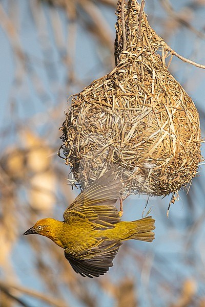 Cape Weavers (Ploceus capensis), adult male in flight over the nest, Western Cape, South Africa stock-image by Agami/Saverio Gatto,