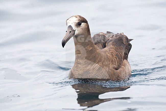 Zwartvoetalbatros; Black-footed Albatross stock-image by Agami/Marc Guyt,