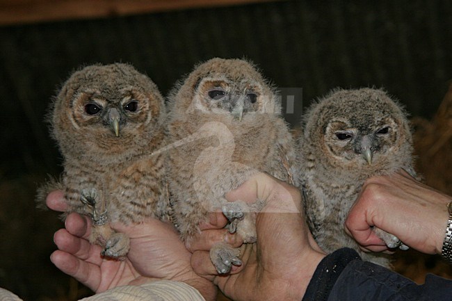 Jonge Bosuilen in de hand, Tawny Owl young in the hand stock-image by Agami/Chris van Rijswijk,