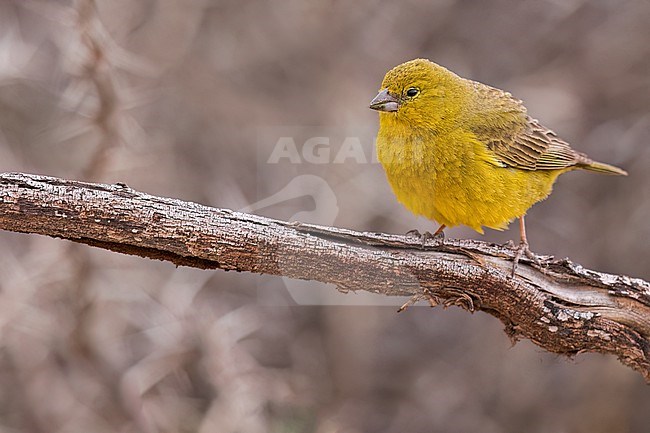 Greenish Yellow-Finch (Sicalis olivascens) Perched on a branch in Argentina stock-image by Agami/Dubi Shapiro,