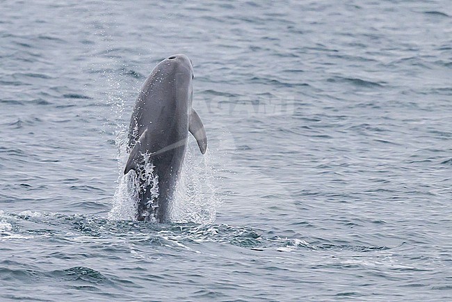 Bottlenose dolphin (Tursiops truncatus) jumping, seen from the back, with the sea as background. stock-image by Agami/Sylvain Reyt,