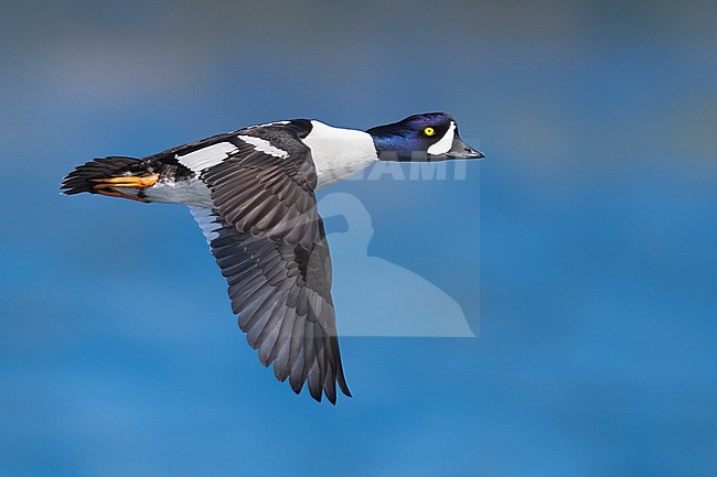 Drake Barrow's Goldeneye (Bucephala islandica) in flight in Iceland. Against blue natural background. stock-image by Agami/Daniele Occhiato,