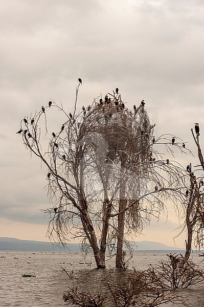 Flock of great cormorant, Phalocrocorax carbo, perching on a dead tree. Kenya, Africa. stock-image by Agami/Sergio Pitamitz,