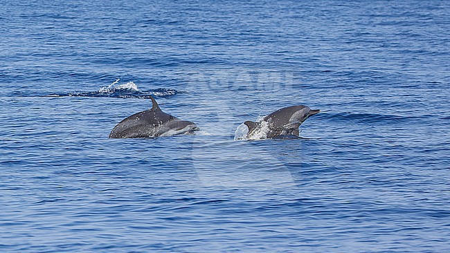 Spinner Dolphins (Stenella longirostris) together with one baby. stock-image by Agami/Lennart Verheuvel,