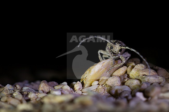 Niphona indica standing on the desert floor in Oman. stock-image by Agami/Ralph Martin,