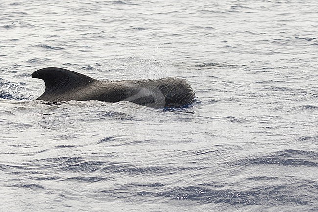 Short-finned Pilot Whale (Globicephala macrorhynchus) at sea off Madeira, Portugal. stock-image by Agami/Pete Morris,