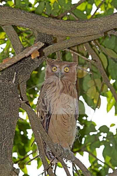 Filippijnse Oehoe zittend in boom,  Philippine Eagle-Owl perched in tree stock-image by Agami/Pete Morris,
