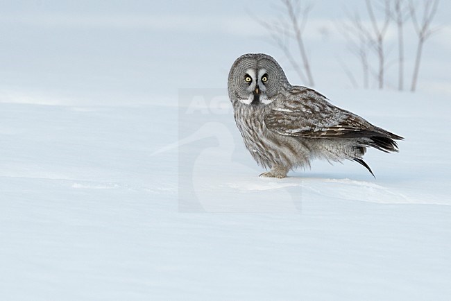 Laplanduil in de sneeuw, Great Grey Owl in the snow stock-image by Agami/Markus Varesvuo,