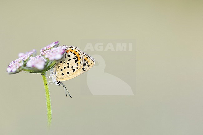 Female Sooty Copper stock-image by Agami/Wil Leurs,