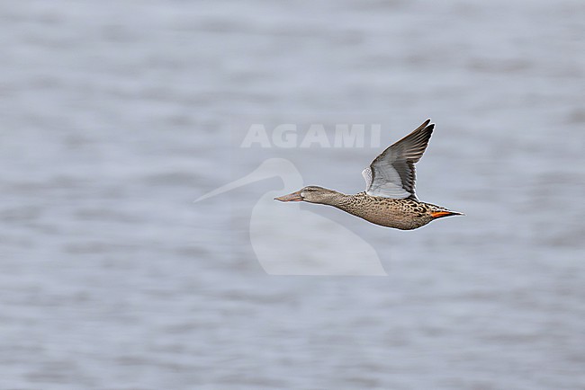 first calendar year, juvenile or immature female Northern Shoveler (Spatula clypeata) in flight above water, found at Fehmarn at the Baltic Sea in Germany stock-image by Agami/Mathias Putze,