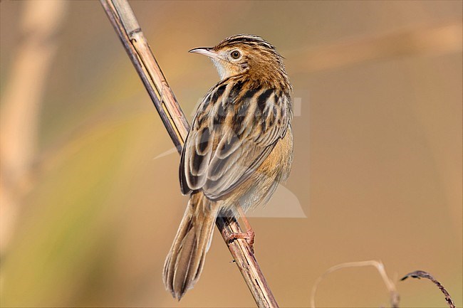 Zitting Cisticola, Perched on a stem, Lazio, Italy (Cisticola juncidis) stock-image by Agami/Saverio Gatto,