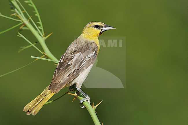 1st spring male
Kern Co., CA
June 2005 stock-image by Agami/Brian E Small,