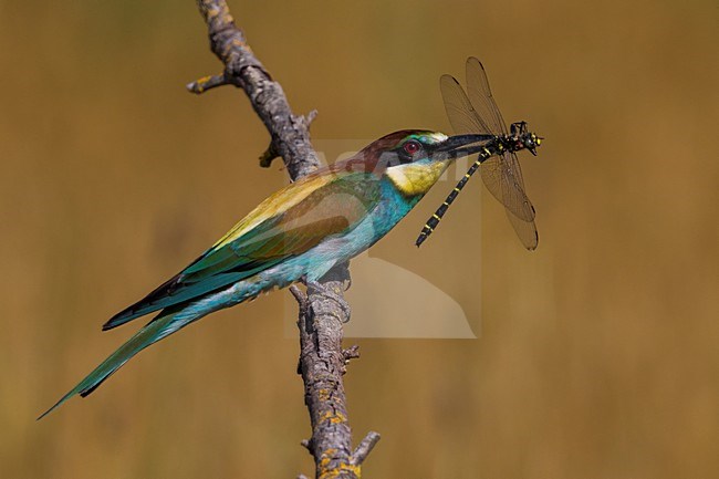 Bijeneter met prooi, European Bee-eater with prey stock-image by Agami/Daniele Occhiato,