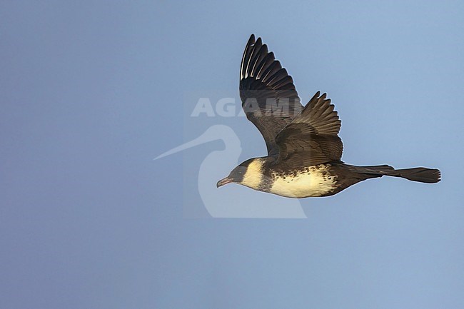 Adult Pomarine Skua (Stercorarius pomarinus) on the arctic tundra near Barrow in northern Alaska, United States. stock-image by Agami/Dubi Shapiro,