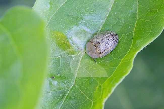 Tortoise beetle resting on a green leaf stock-image by Agami/Arnold Meijer,