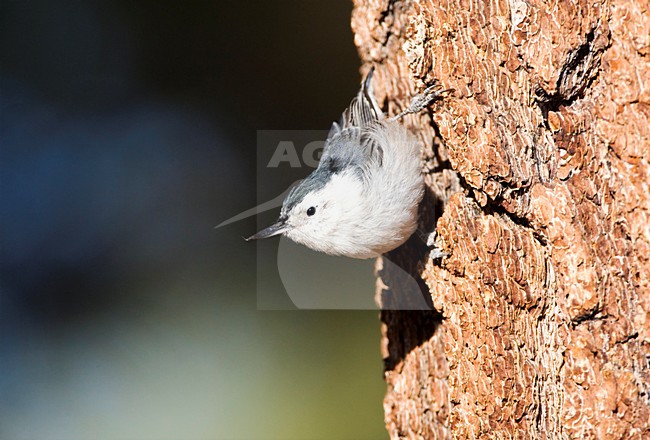 Witborst-boomklever; White-breasted Nuthatch stock-image by Agami/Marc Guyt,