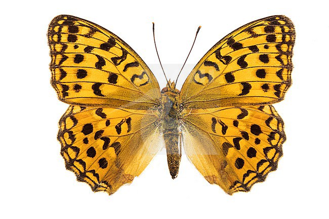 High brown fritillary, Bosrandparelmoervlinder, Argynnis adippe stock-image by Agami/Wil Leurs,