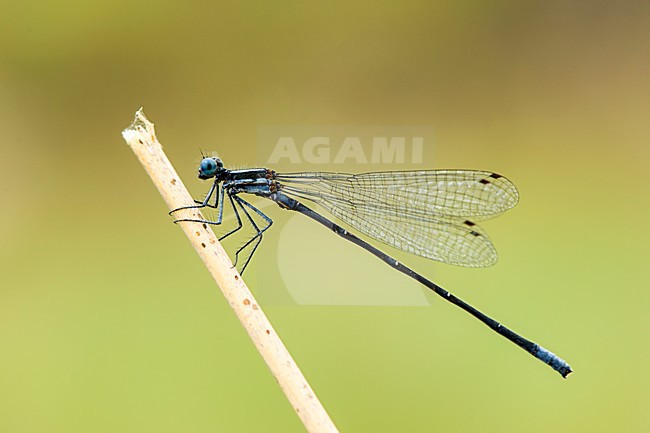 Mannetje Elattoneura glauca, Male Common Threadtail stock-image by Agami/Wil Leurs,