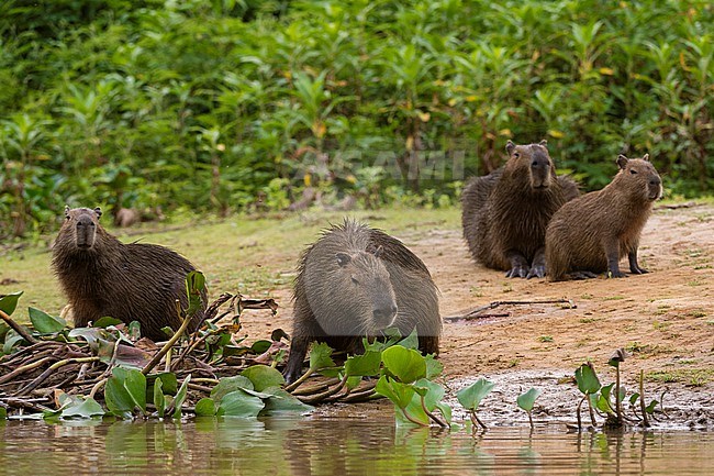 A group of Capybara, Hydrochaeris hydrochaeris, gather along the Cuiaba River. Mato Grosso Do Sul State, Brazil. stock-image by Agami/Sergio Pitamitz,