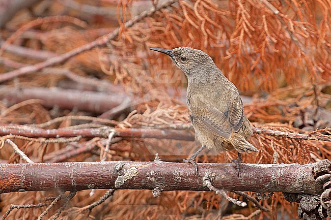 The Cobb's Wren (Troglodytes cobbi) is an endemic species for the Falkland Islands. stock-image by Agami/Jacques van der Neut,