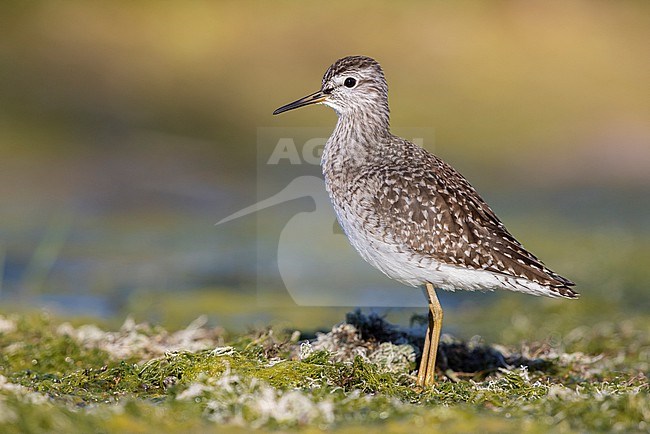 Wood Sandpiper (Tringa glareola), side view of an adult standing on the ground, Campania, Italy stock-image by Agami/Saverio Gatto,