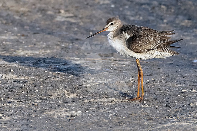 Spotted Redshank (Tringa erythropus) in non-breeding plumage wintering at a pond in Nouakchott city. stock-image by Agami/David Monticelli,