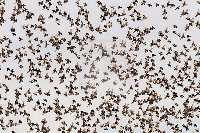 Spreeuw, Common Starling, Sturnus vulgaris stock-image by Agami/Menno van Duijn,