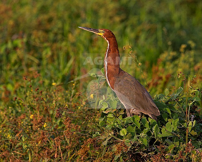 Rufescent Tiger-heron, Tigrisoma lineatum marmoratum, adult standing in wetland vegetation in the Pantanal, Brazil stock-image by Agami/Andy & Gill Swash ,