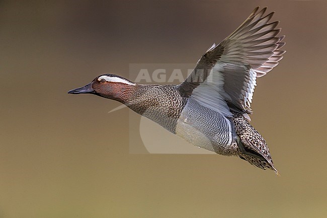 Zomertaling mannetje in vlucht; Garganey male in flight stock-image by Agami/Daniele Occhiato,