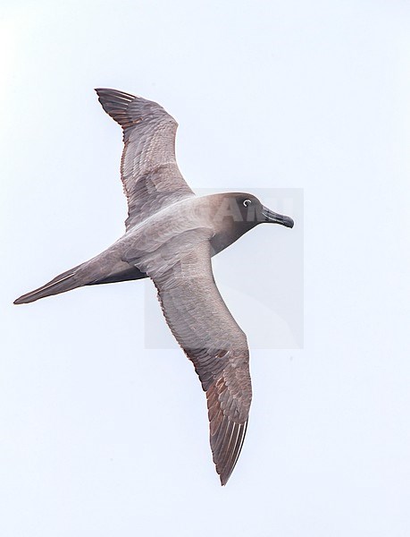 Light-mantled Albatross, Phoebetria palpebrata, flying over the Pacific Ocean between Aucklands islands and Antipodes islands, New Zealand. stock-image by Agami/Marc Guyt,