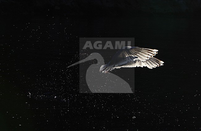 European Herring Gull, Larus argentatus argentatus, adult at Flatanger, Norway. Photographed with strong backlight. stock-image by Agami/Helge Sorensen,