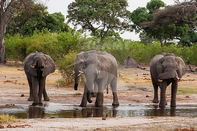 African elephants, Loxodonta africana, drinking in Okavango Delta's Khwai concession. Botswana. stock-image by Agami/Sergio Pitamitz,