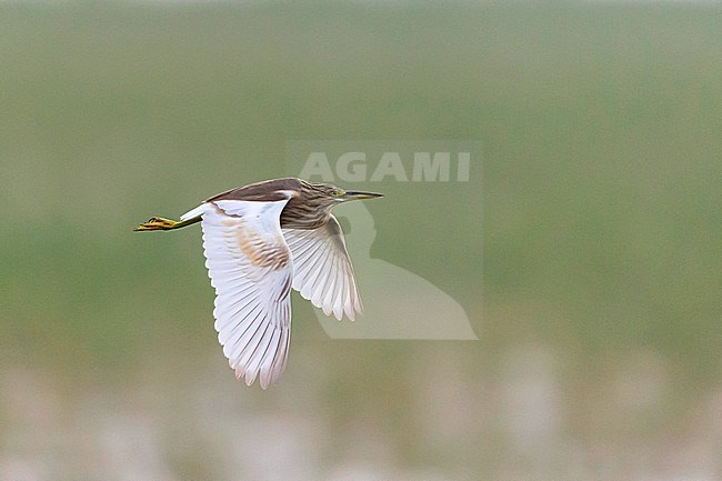 Immature Squacco Heron (Ardeola ralloides) in flight in Africa stock-image by Agami/Mathias Putze,