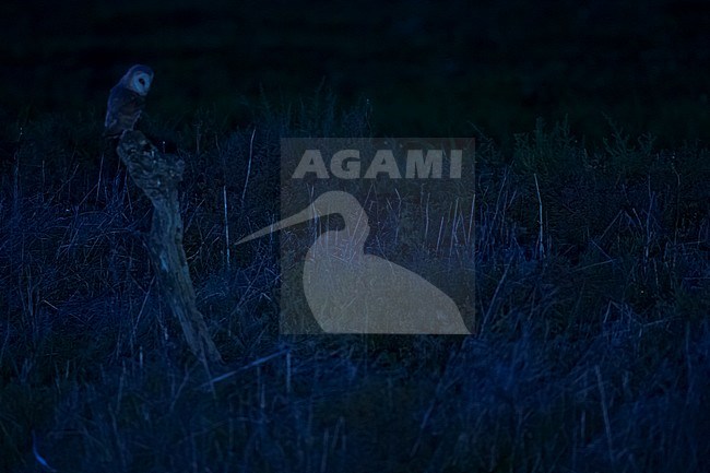 Adult Common Barn Owl (Tyto alba alba) in Spain. Bird sitting on lookout in the dark during the night. Looking down for possible prey. stock-image by Agami/Ralph Martin,