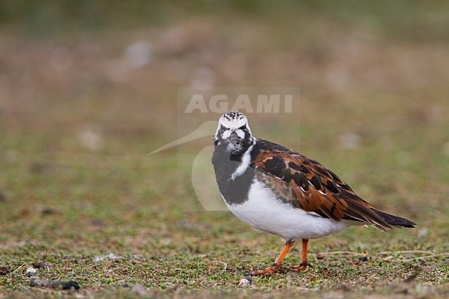 Steenloper zittend; Ruddy Turnstone perched stock-image by Agami/Menno van Duijn,