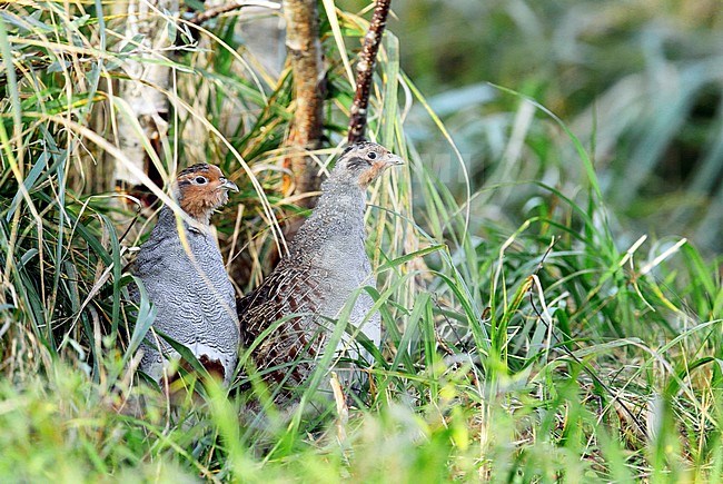 Patrijs, Grey partridge (Perdix perdix) stock-image by Agami/Dick Forsman,