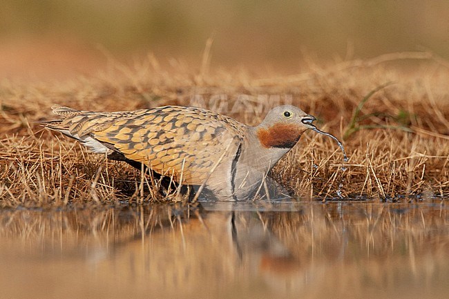 Black-bellied Sandgrouse (Pterocles orientalis) in the steppes near Belchite in Spain. Drinking male at freshwater pool. stock-image by Agami/Marc Guyt,