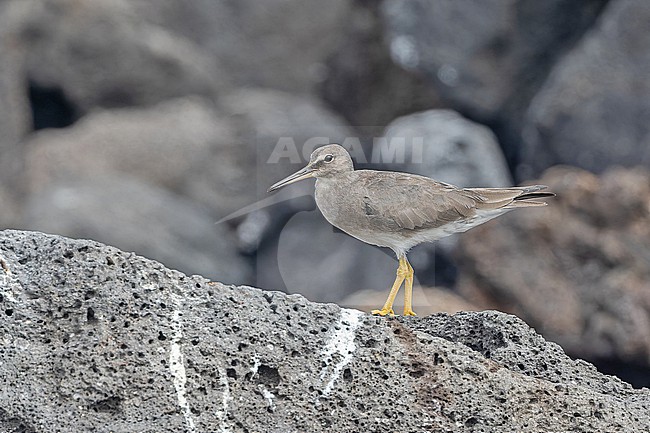 Wintering Wandering Tattler, Tringa incana, on the Galapagos Islands, part of the Republic of Ecuador. stock-image by Agami/Pete Morris,