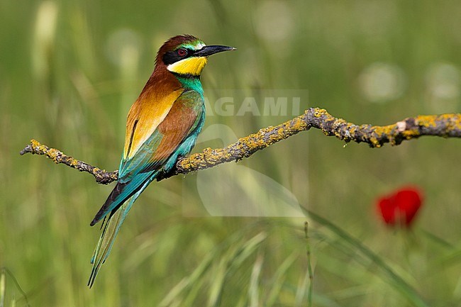 Europese Bijeneter; European Bee-eater stock-image by Agami/Daniele Occhiato,