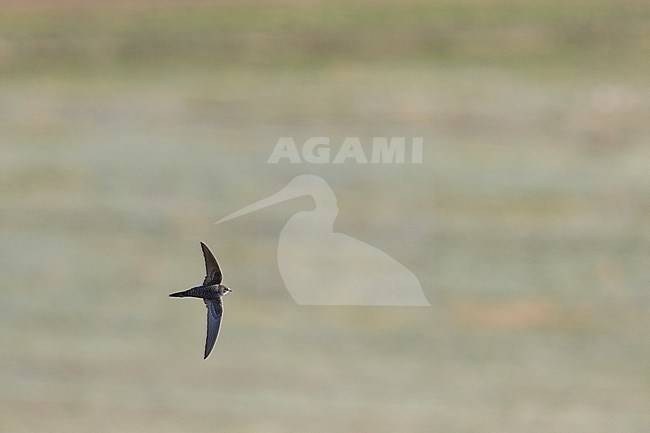 Vliegende Siberische Gierzwaluw; Pacific Swift (Apus pacificus) in flight stock-image by Agami/Ralph Martin,
