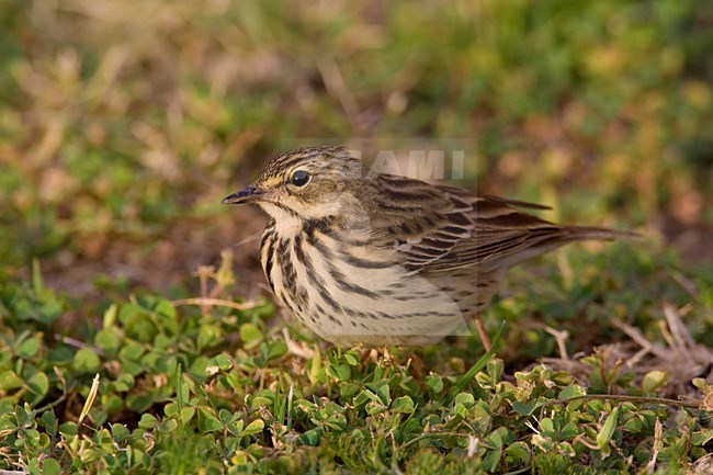 Boompieper; Tree Pipit stock-image by Agami/Daniele Occhiato,