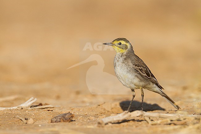 Citrine Wagtail - Zitronenstelze - Motacilla citreola, Oman stock-image by Agami/Ralph Martin,