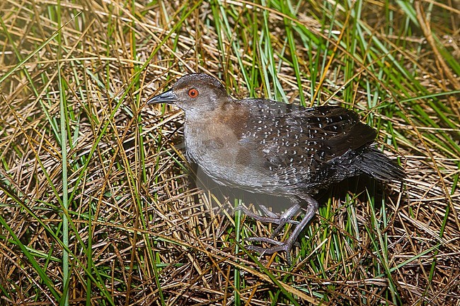 Adult female type Black Rail (Laterallus jamaicensis) standing in a swamp during the night in Brazoria County, Texas, USA. stock-image by Agami/Brian E Small,