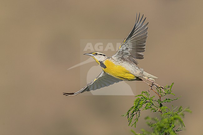 Adult Chihuahuan Meadowlark (Sturnella lilianae)
Cochise Co., Arizona, USA
May stock-image by Agami/Brian E Small,