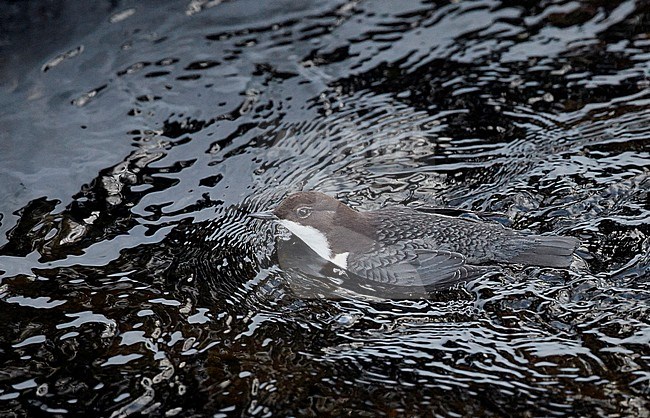 Swimming Black-bellied White-throated Dipper (Cinclus cinclus cinclus) in a fast flowing river at Kuusamo in arctic Finland. stock-image by Agami/Markus Varesvuo,