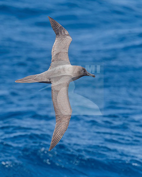 Light-mantled Albatross, Phoebetria palpebrata, flying over the Pacific Ocean between Aucklands islands and Antipodes islands, New Zealand. stock-image by Agami/Marc Guyt,
