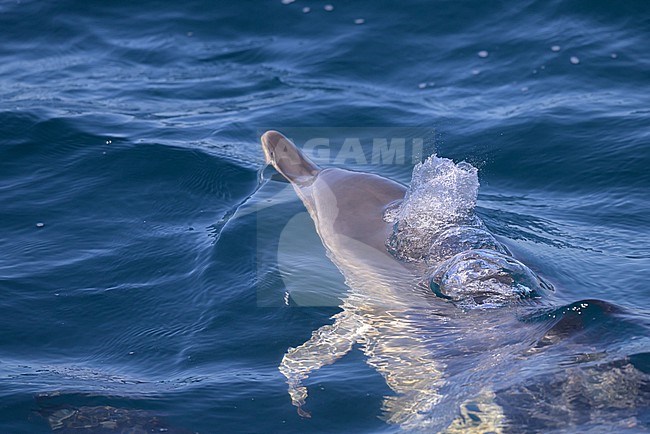 Common dolphin (Delphinus delphis) appearing on the surface and expiring, with the sea as background. stock-image by Agami/Sylvain Reyt,