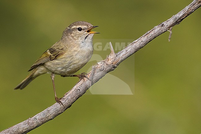 Humes Bladkoning, Hume's Leaf Warbler, Phylloscopus humei stock-image by Agami/Daniele Occhiato,