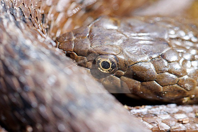 Viperine Snake (Natrix maura) taken the 23/05/2022 at Hyères - France. stock-image by Agami/Nicolas Bastide,